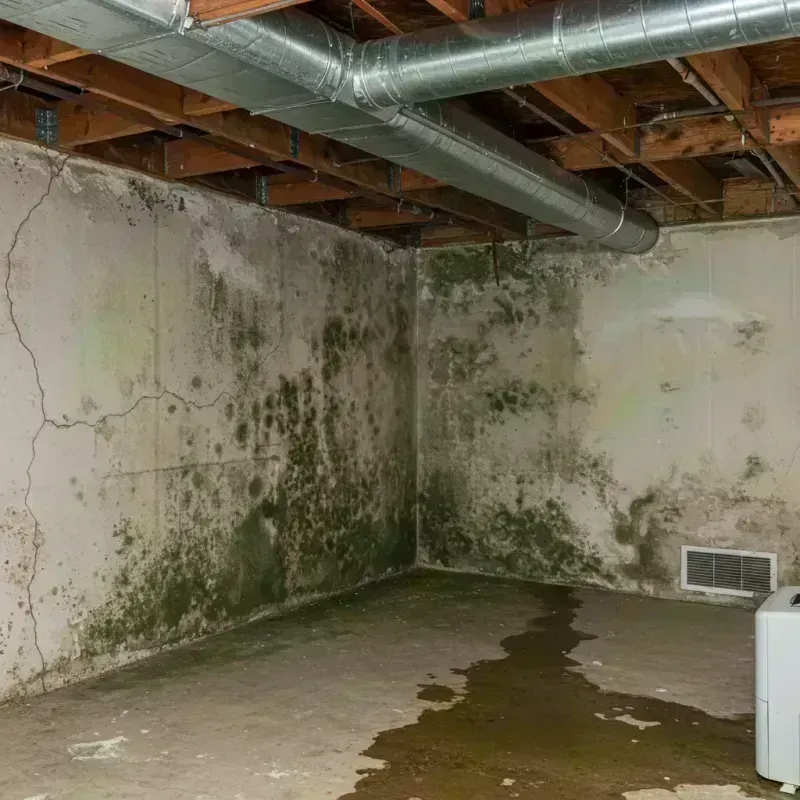 Professional Mold Removal in McRae, GA